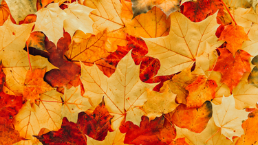 Autumn Essentials